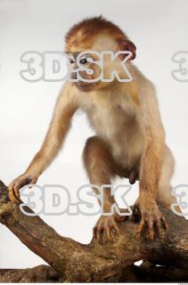 Toque Macaque - Macaca sinica 0012